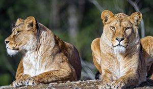 Preview wallpaper lioness, lion, big cat, predator, stone