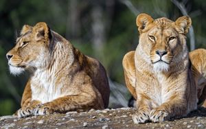 Preview wallpaper lioness, lion, big cat, predator, stone