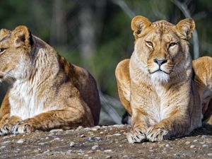 Preview wallpaper lioness, lion, big cat, predator, stone