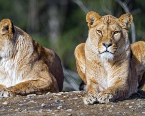 Preview wallpaper lioness, lion, big cat, predator, stone