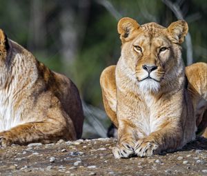 Preview wallpaper lioness, lion, big cat, predator, stone