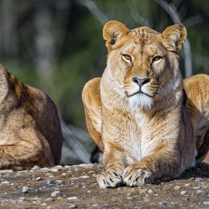 Preview wallpaper lioness, lion, big cat, predator, stone