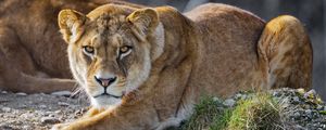 Preview wallpaper lioness, lion, big cat, predator, head