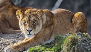 Preview wallpaper lioness, lion, big cat, predator, head