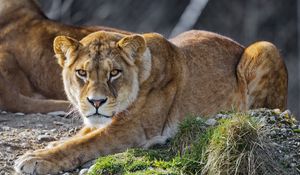 Preview wallpaper lioness, lion, big cat, predator, head