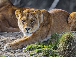 Preview wallpaper lioness, lion, big cat, predator, head