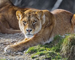 Preview wallpaper lioness, lion, big cat, predator, head