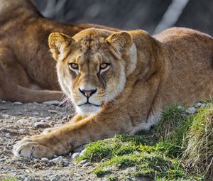 Preview wallpaper lioness, lion, big cat, predator, head