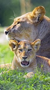 Preview wallpaper lioness, lion cub, big cat, predator, protruding tongue