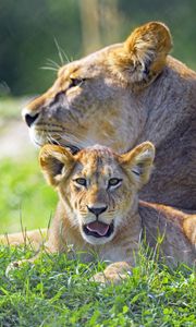 Preview wallpaper lioness, lion cub, big cat, predator, protruding tongue