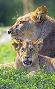 Preview wallpaper lioness, lion cub, big cat, predator, protruding tongue