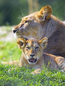 Preview wallpaper lioness, lion cub, big cat, predator, protruding tongue