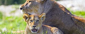 Preview wallpaper lioness, lion cub, big cat, predator, protruding tongue