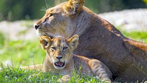 Preview wallpaper lioness, lion cub, big cat, predator, protruding tongue