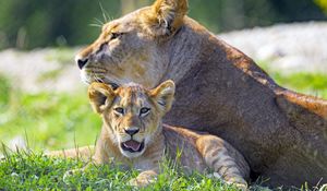 Preview wallpaper lioness, lion cub, big cat, predator, protruding tongue