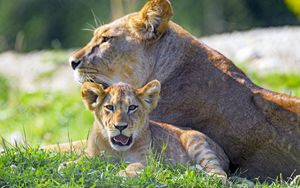 Preview wallpaper lioness, lion cub, big cat, predator, protruding tongue