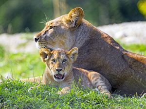 Preview wallpaper lioness, lion cub, big cat, predator, protruding tongue