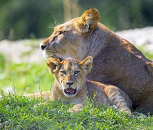 Preview wallpaper lioness, lion cub, big cat, predator, protruding tongue