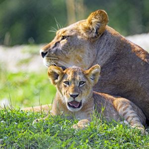 Preview wallpaper lioness, lion cub, big cat, predator, protruding tongue