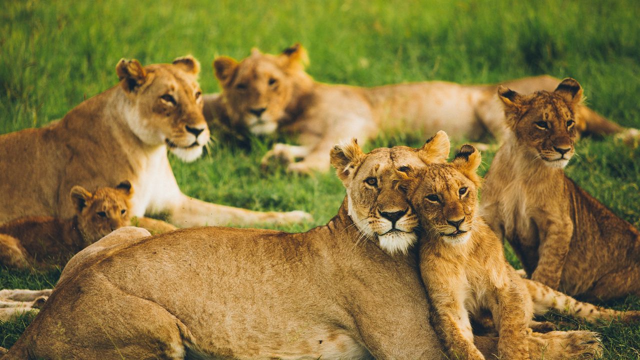 Wallpaper lioness, lion cub, big cats, family, pack, predators, wildlife