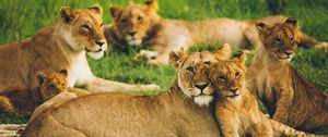 Preview wallpaper lioness, lion cub, big cats, family, pack, predators, wildlife