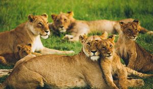 Preview wallpaper lioness, lion cub, big cats, family, pack, predators, wildlife