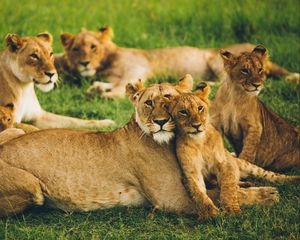 Preview wallpaper lioness, lion cub, big cats, family, pack, predators, wildlife