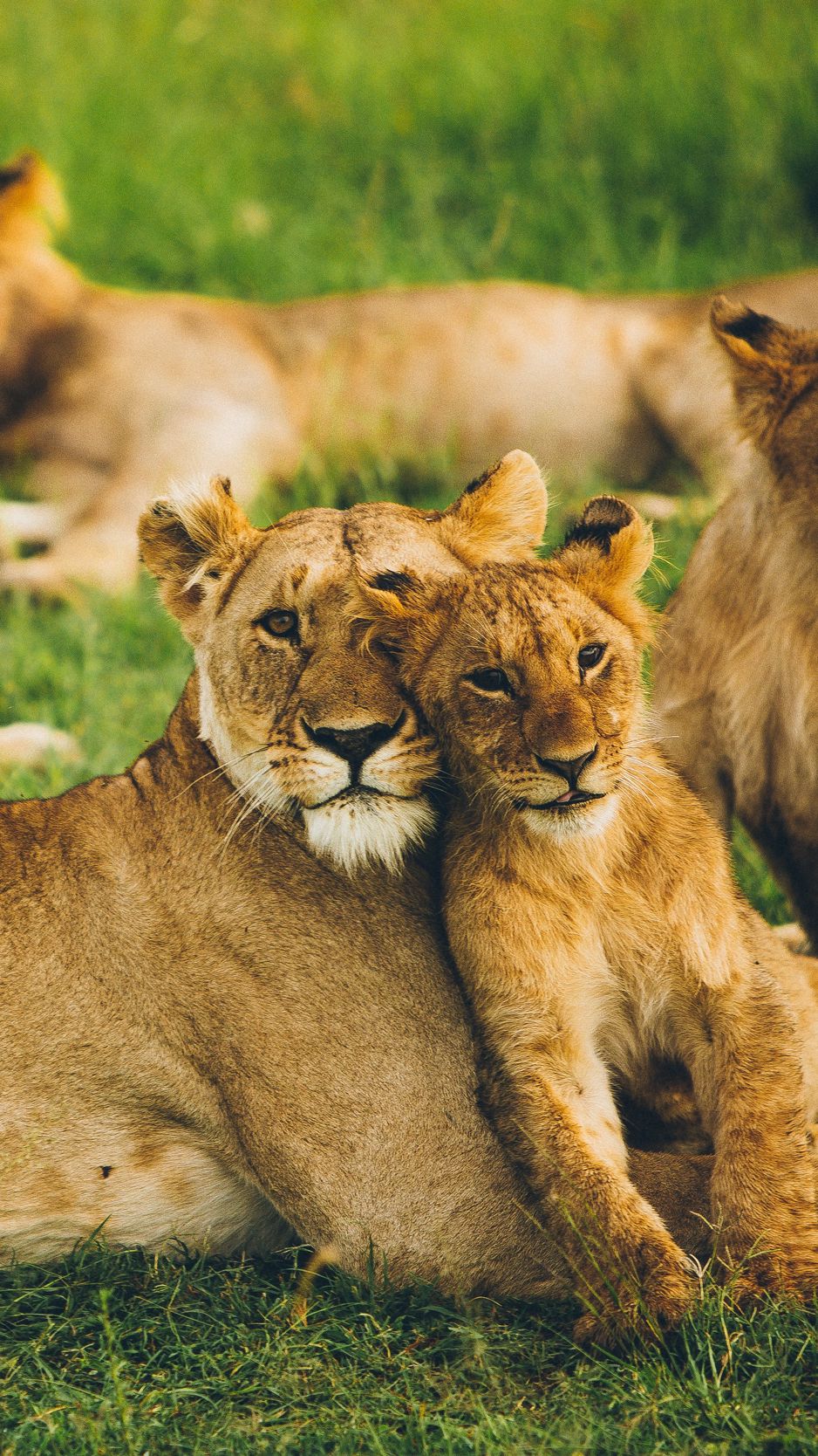 862 lioness and lion  Rare Gallery HD Wallpapers