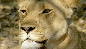 Preview wallpaper lioness, lion cub, cub, predator