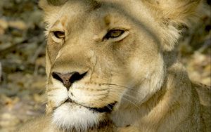 Preview wallpaper lioness, lion cub, cub, predator