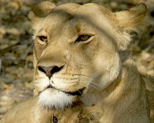 Preview wallpaper lioness, lion cub, cub, predator