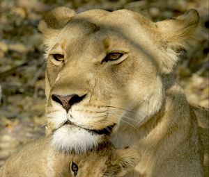 Preview wallpaper lioness, lion cub, cub, predator