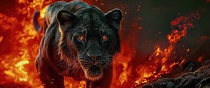 Preview wallpaper lioness, lion, fire, predator, big cat, art