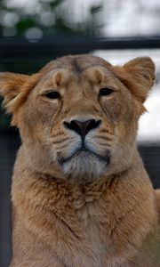 Preview wallpaper lioness, lion, glance, animal, predator