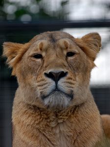 Preview wallpaper lioness, lion, glance, animal, predator