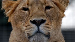 Preview wallpaper lioness, lion, glance, animal, predator