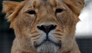 Preview wallpaper lioness, lion, glance, animal, predator