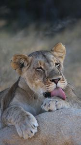 Preview wallpaper lioness, lion, lick