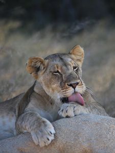 Preview wallpaper lioness, lion, lick