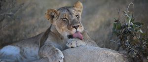Preview wallpaper lioness, lion, lick