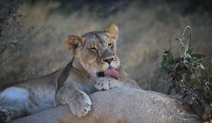 Preview wallpaper lioness, lion, lick