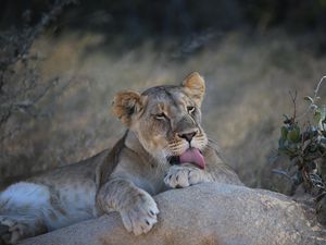 Preview wallpaper lioness, lion, lick