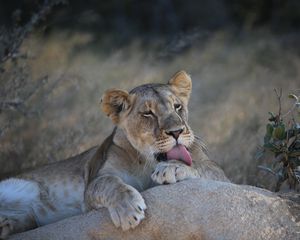 Preview wallpaper lioness, lion, lick