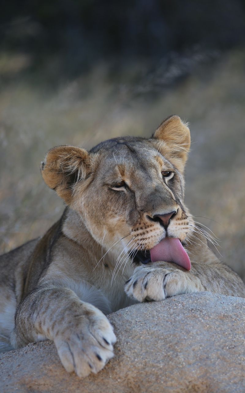 800x1280 Wallpaper lioness, lion, lick