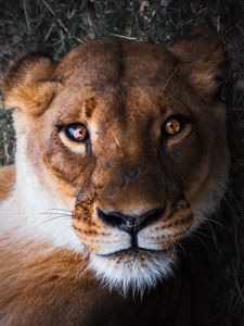 Preview wallpaper lioness, lion, muzzle, predator, look, bewitching