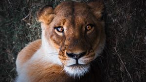 Lioness Wallpaper for iPhone 12 Pro