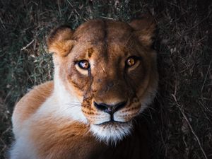 Preview wallpaper lioness, lion, muzzle, predator, look, bewitching