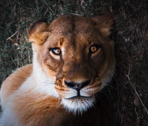 Preview wallpaper lioness, lion, muzzle, predator, look, bewitching