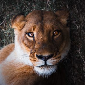 Preview wallpaper lioness, lion, muzzle, predator, look, bewitching