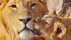 Preview wallpaper lioness, lion, muzzle, caring, big cat